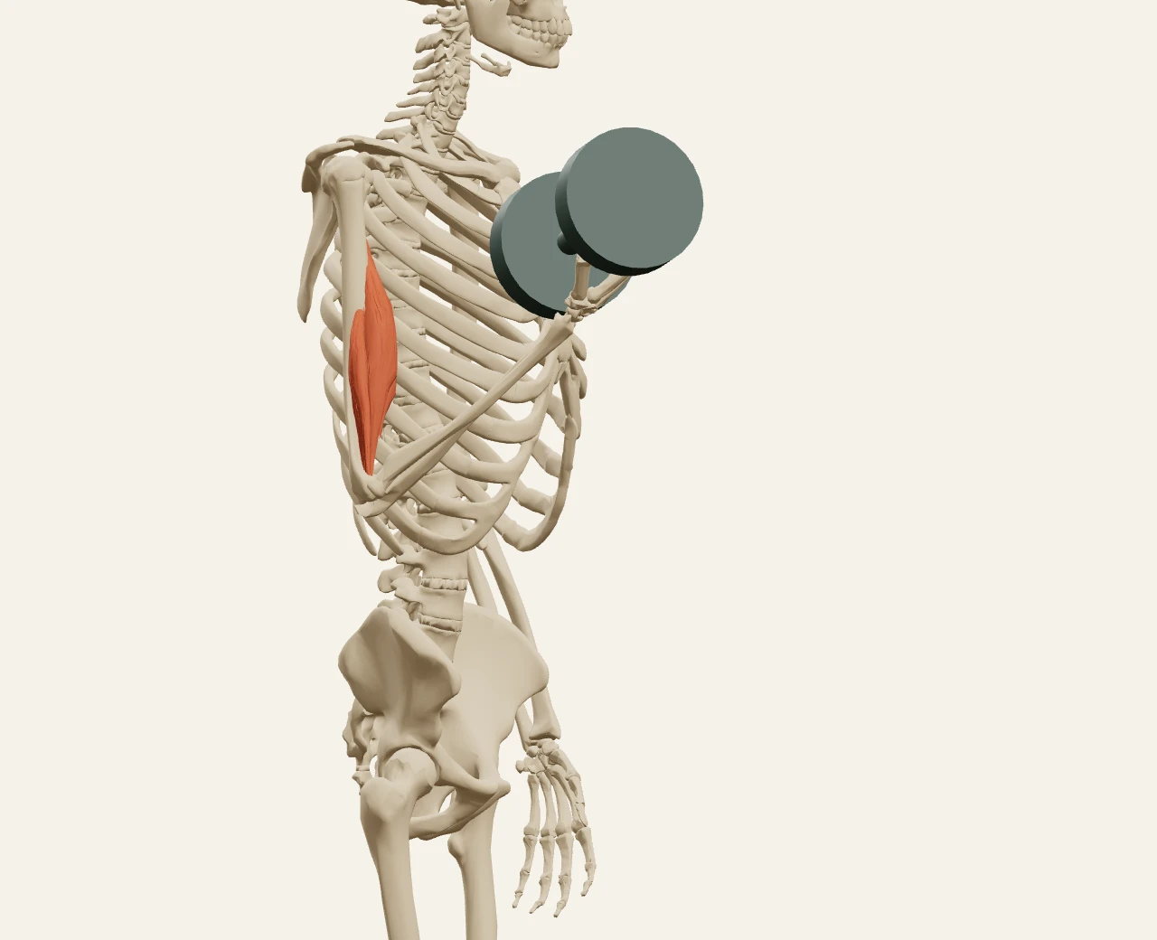 Anatomy3D 右手握啞鈴,肘屈肌以橘色辨識。