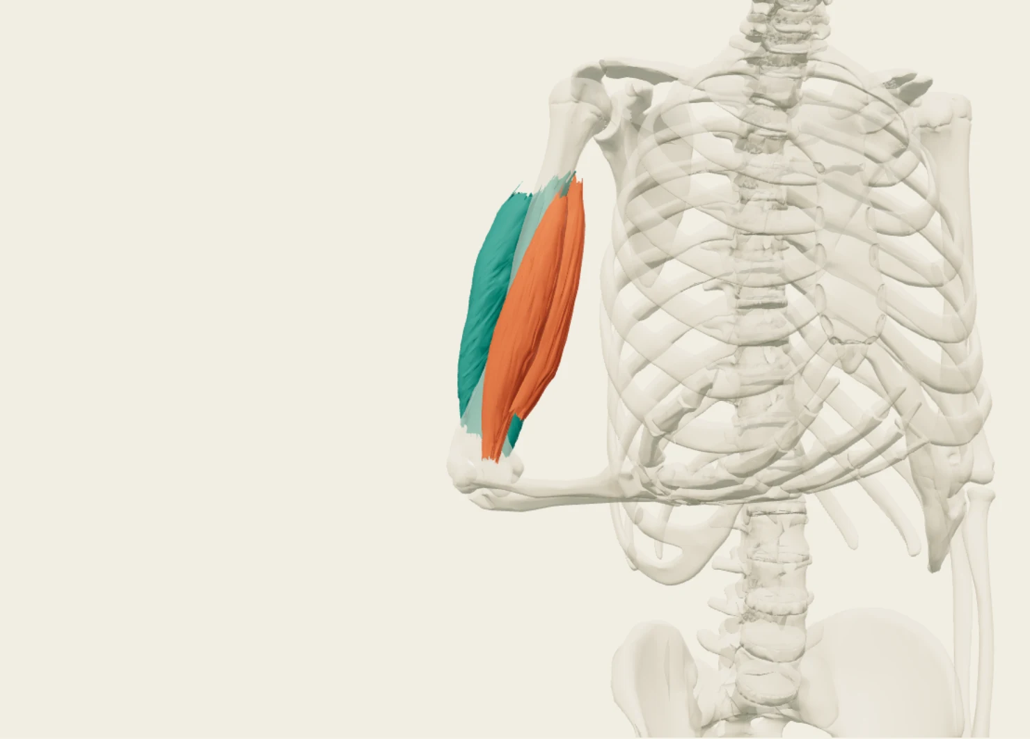 Anatomy3D 手肘模型:橘色肱二頭肌位於上臂前側,青綠色肱三頭肌位於後側。