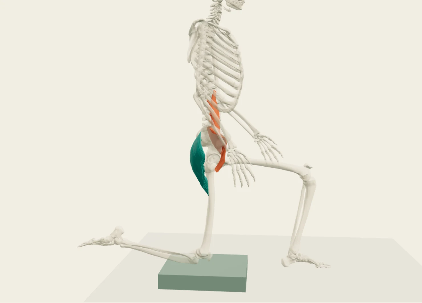 Anatomy3D 半跪姿:右髖前側的腰大肌與髂肌為橘色,後側臀大肌為青綠色。