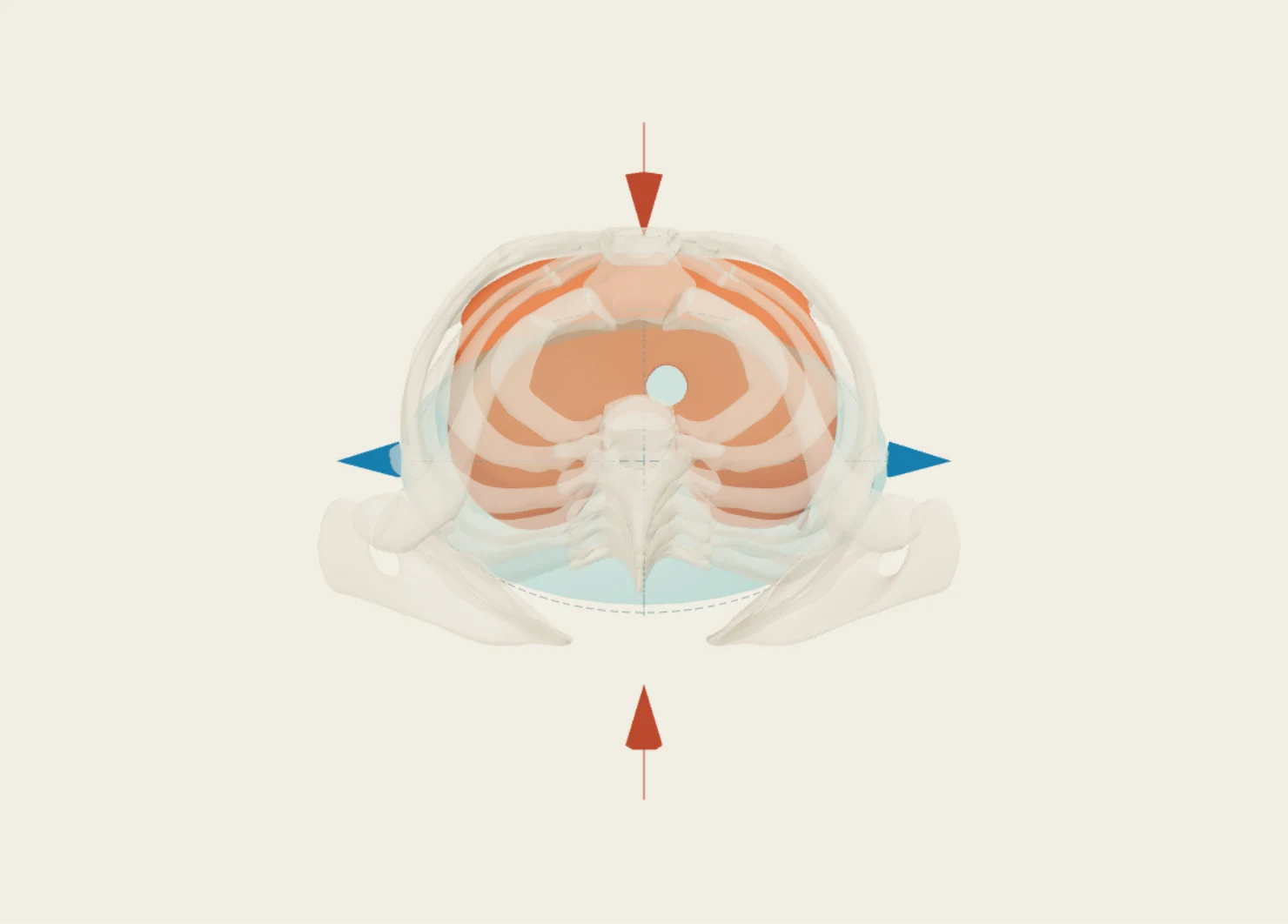 Anatomy3D 胸廓俯視與腔體教具:紅箭頭向前後內側,藍箭頭指向左右外側,橘色為橫膈膜。