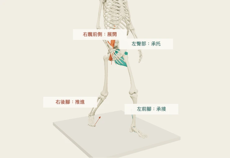 Anatomy3D 分腿站姿:前腿承托與後腿髖前側展開。可交換左右、調整交接進度。