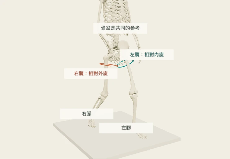 Anatomy3D 分腿站姿:骨盆與雙側股骨的相對旋轉。可交換左右、調整交接進度。