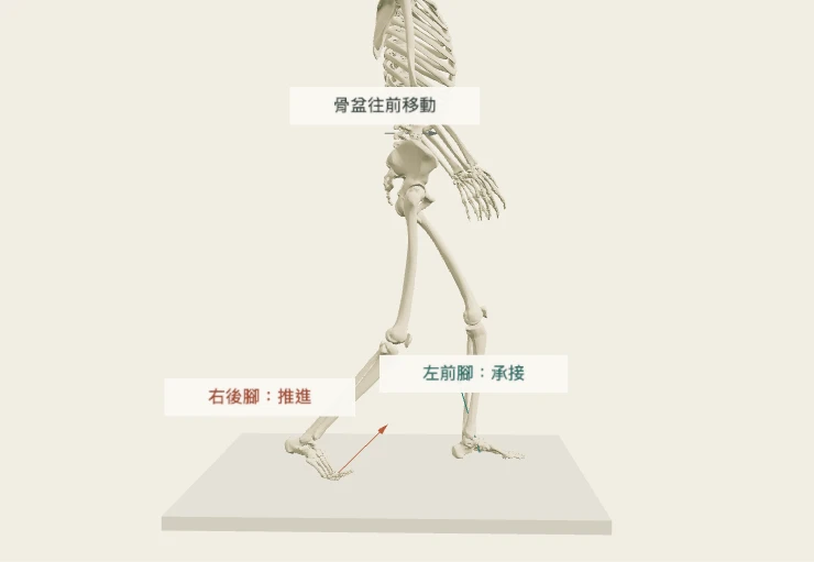Anatomy3D 分腿站姿:後腳推進與前腳承接。可交換左右、調整交接進度。