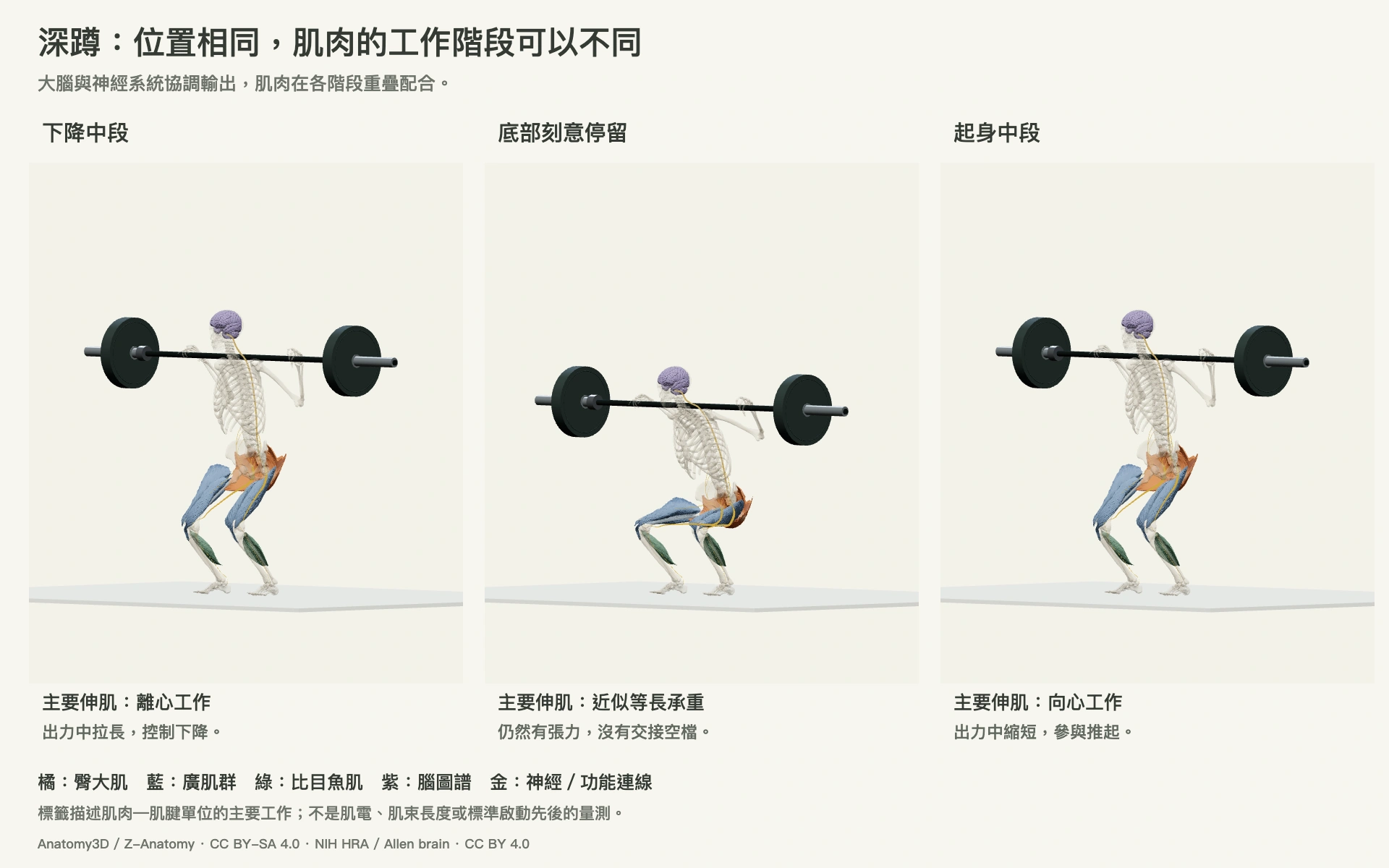 同一個真實腦、神經、肌肉與骨骼深蹲模型:下降中段主要伸肌離心工作,底部停留近似等長承重,起身中段主要伸肌向心工作。下降與起身兩圖具有相同蹲深。